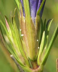 Attēlu rezultāti vaicājumam “Maculinea alcon underside”