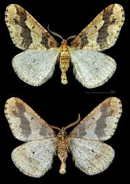 Attēlu rezultāti vaicājumam “Erannis defoliaria imago”