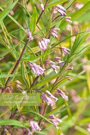 Attēlu rezultāti vaicājumam “Polygonatum verticillatum leaf”