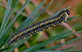 Attēlu rezultāti vaicājumam “Diprionidae”