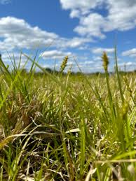 Attēlu rezultāti vaicājumam “Carex sylvatica fruit”