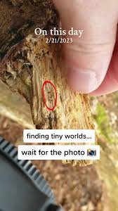 Attēlu rezultāti vaicājumam “Comatricha nigra young”