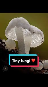 Attēlu rezultāti vaicājumam “Delicatula integrella”