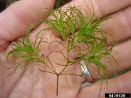 Attēlu rezultāti vaicājumam “Najadaceae”