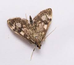 Attēlu rezultāti vaicājumam “Anania stachydalis”