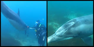 Image result for Dolphin Sub Aqua