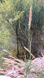 Attēlu rezultāti vaicājumam “Juncaceae”