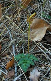 Attēlu rezultāti vaicājumam “Botrychium multifidum”