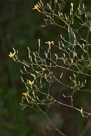 Attēlu rezultāti vaicājumam “Mycelis muralis”