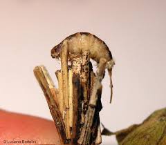 Attēlu rezultāti vaicājumam “Psyche casta larva”