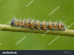 Attēlu rezultāti vaicājumam “Phalera bucephala”