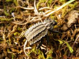 Image result for Brachycerus undatus