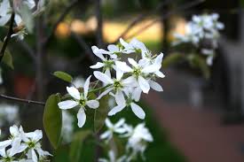 Attēlu rezultāti vaicājumam “Amelanchier canadensis”