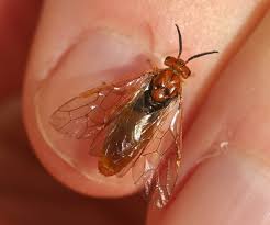 Attēlu rezultāti vaicājumam “Neodiprion sertifer”