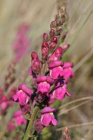 Attēlu rezultāti vaicājumam “Antirrhinum majus flower”