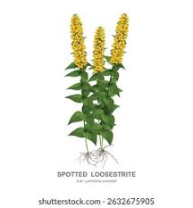 Attēlu rezultāti vaicājumam “Lysimachia punctata”