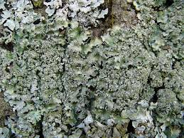 Attēlu rezultāti vaicājumam “Punctelia subrudecta”