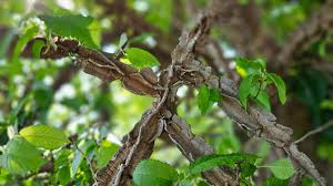 Attēlu rezultāti vaicājumam “Ulmus minor f. suberosa”