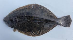 Image result for Paralichthys lethostigma