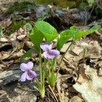 Attēlu rezultāti vaicājumam “Viola mirabilis”