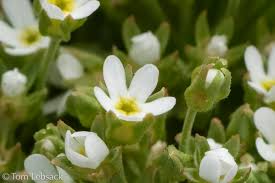 Attēlu rezultāti vaicājumam “Androsace septentrionalis”