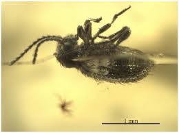 Attēlu rezultāti vaicājumam “Ptinus sp. female”