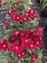 Image result for Dianthus barbatus