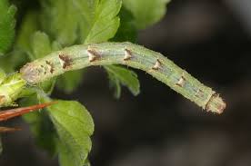 Attēlu rezultāti vaicājumam “Eulithis prunata”