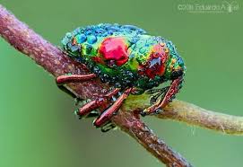 Attēlu rezultāti vaicājumam “Phyllobrotica quadrimaculata”