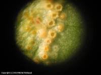 Attēlu rezultāti vaicājumam “Puccinia sessilis”