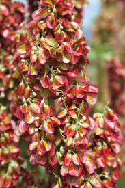 Attēlu rezultāti vaicājumam “Rheum rhabarbarum flower”