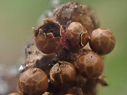 Attēlu rezultāti vaicājumam “Didymiaceae”