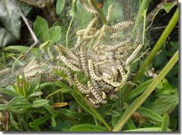 Attēlu rezultāti vaicājumam “Yponomeuta evonymella imago”
