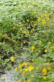 Attēlu rezultāti vaicājumam “Ranunculus lanuginosus bud”