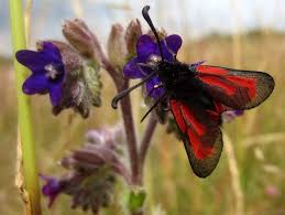 Attēlu rezultāti vaicājumam “Zygaena minos”