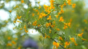 Attēlu rezultāti vaicājumam “Caragana arborescens flower”