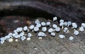 Attēlu rezultāti vaicājumam “Dianema depressum spores”