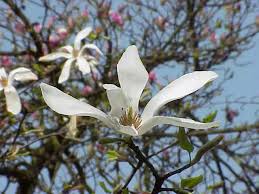 Attēlu rezultāti vaicājumam “Magnolia kobus flower”