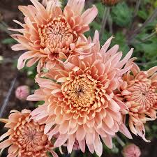Image result for Chrysanthemum ptarmiciflorum