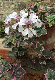 Attēlu rezultāti vaicājumam “Geranium palustre leaf”