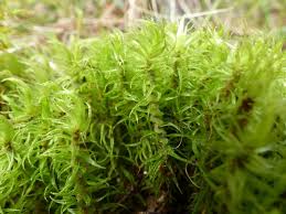 Attēlu rezultāti vaicājumam “Paraleucobryum longifolium sporophyte”