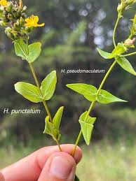 Attēlu rezultāti vaicājumam “Hypericum maculatum flower”