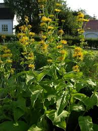 Attēlu rezultāti vaicājumam “Inula helenium”