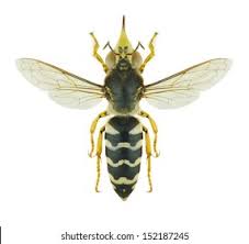 Attēlu rezultāti vaicājumam “Bembix rostrata”