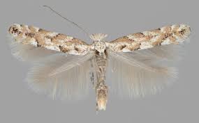 Attēlu rezultāti vaicājumam “Phyllonorycter apparella”