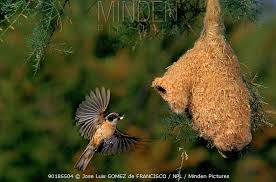 Attēlu rezultāti vaicājumam “Remiz pendulinus nest”