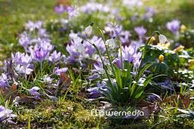Attēlu rezultāti vaicājumam “Leucojum vernum var. carpathicum”