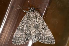 Attēlu rezultāti vaicājumam “Acronicta megacephala”