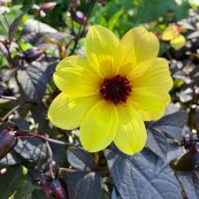 Image result for Dahlia hybrid.