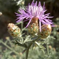 Attēlu rezultāti vaicājumam “Centaurea”